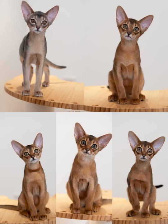 阿比姐妹团出道！谁是你的最爱😍