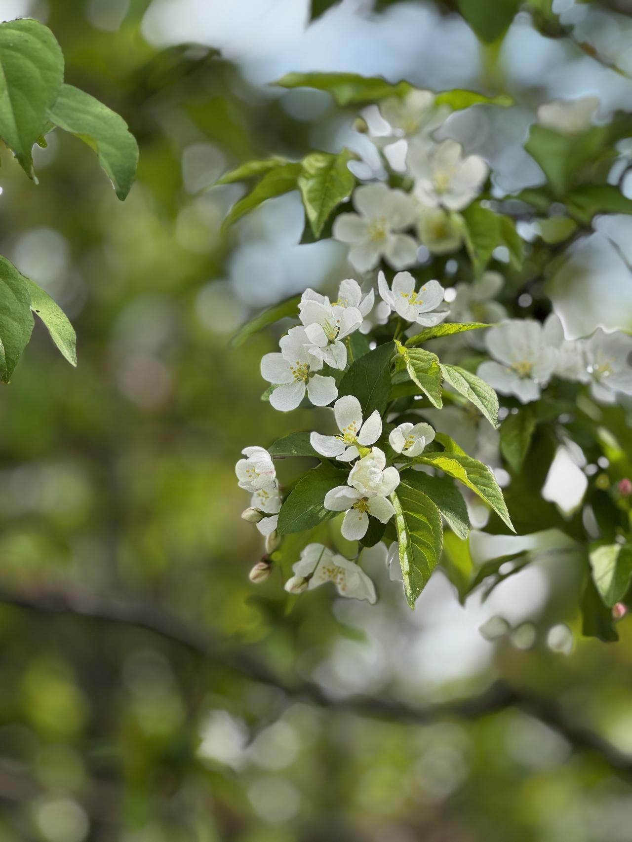 随手拍公园的花草这花查了一下也算是“海棠花”。看来“海棠花”品种蛮多的。
