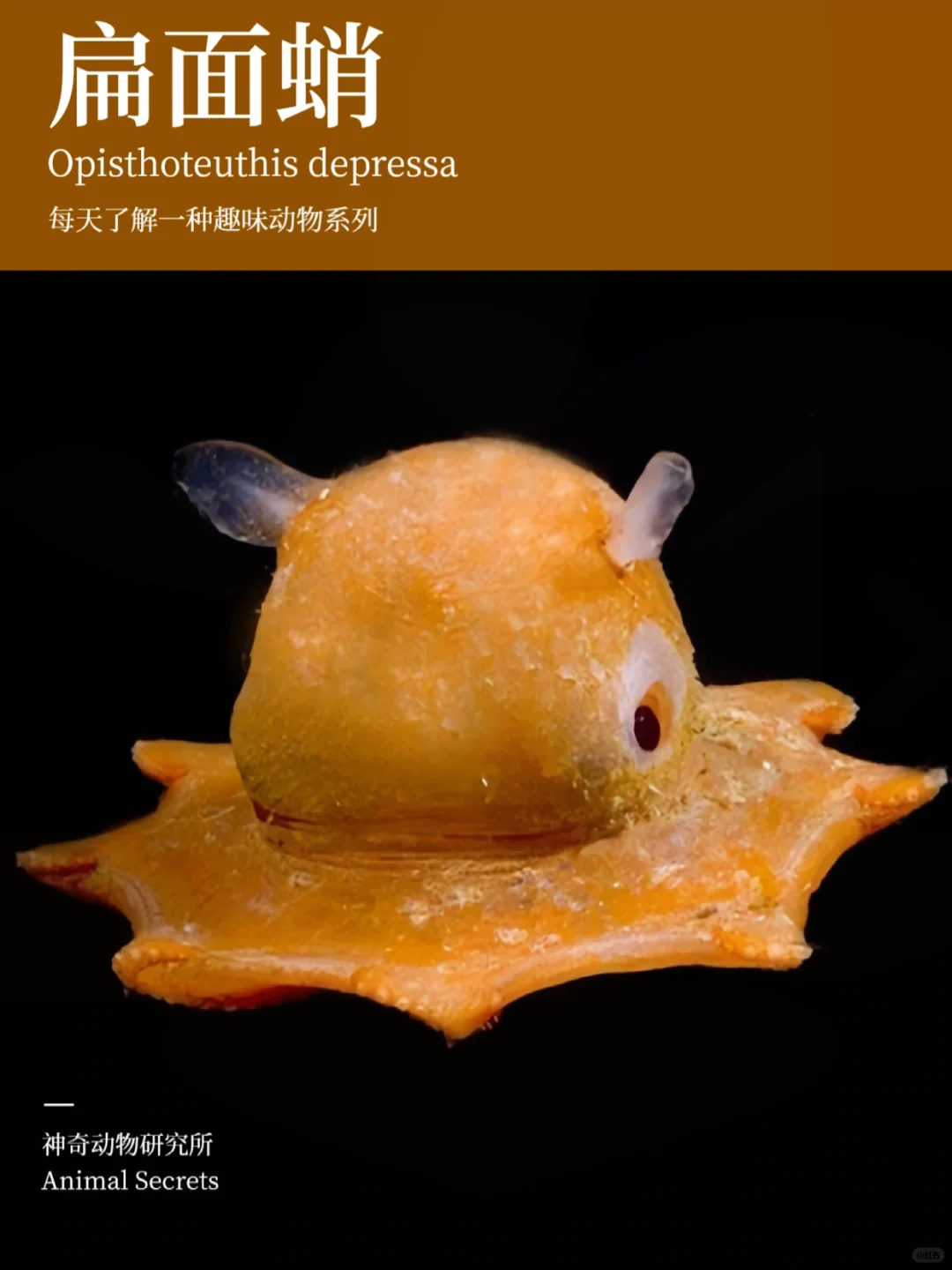 每天了解一种趣味动物👀扁面蛸