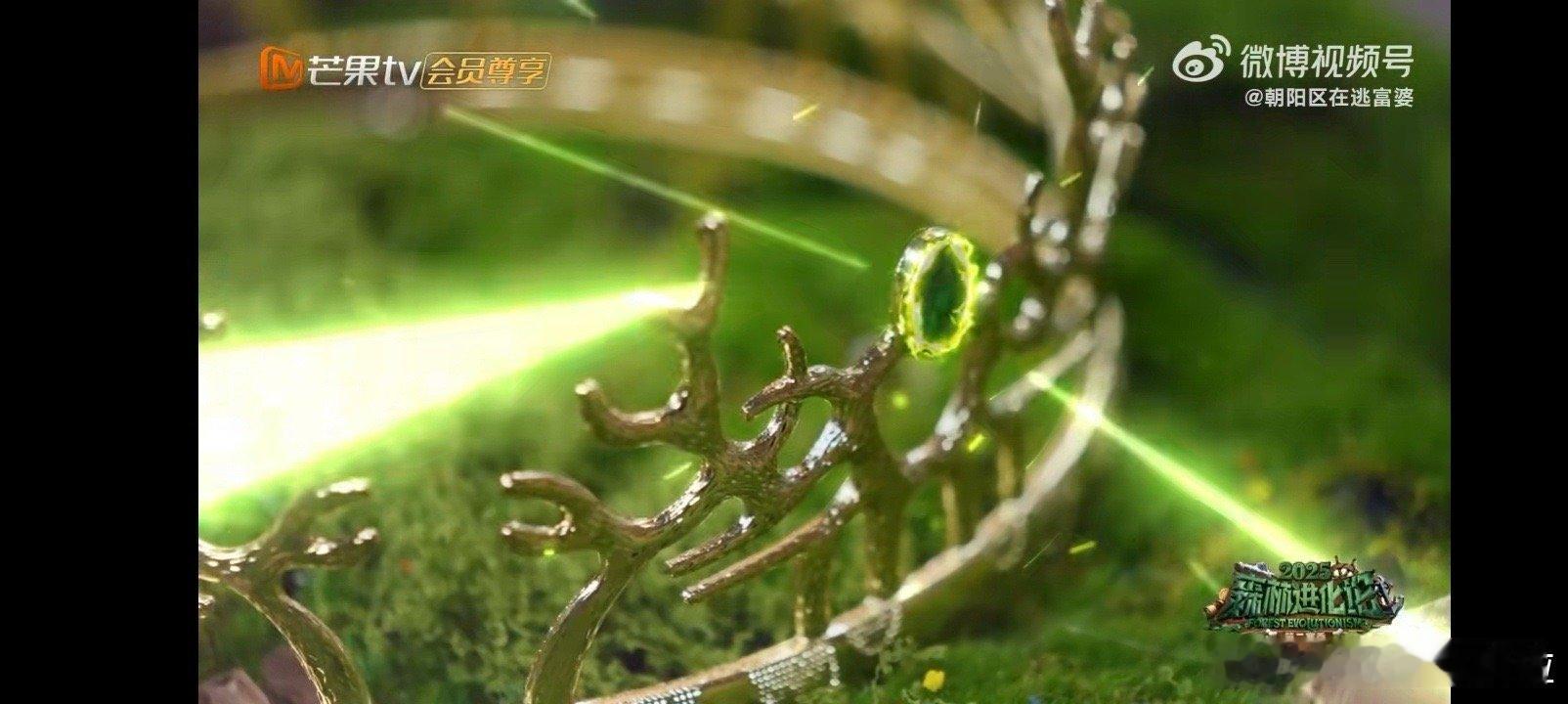 谁家综艺里全是冠军啊森林进化论2025 这大概就是“神仙打架”的具象化吧！每个人