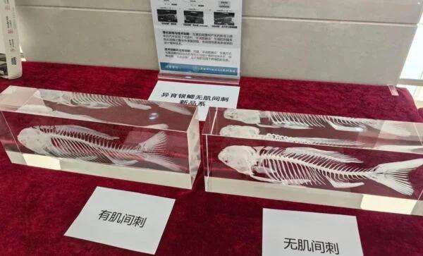 从前喝汤 现在可以吃肉了 中国研发出没有小刺的鲗鱼 中国科学院桂建芳院士团队近日