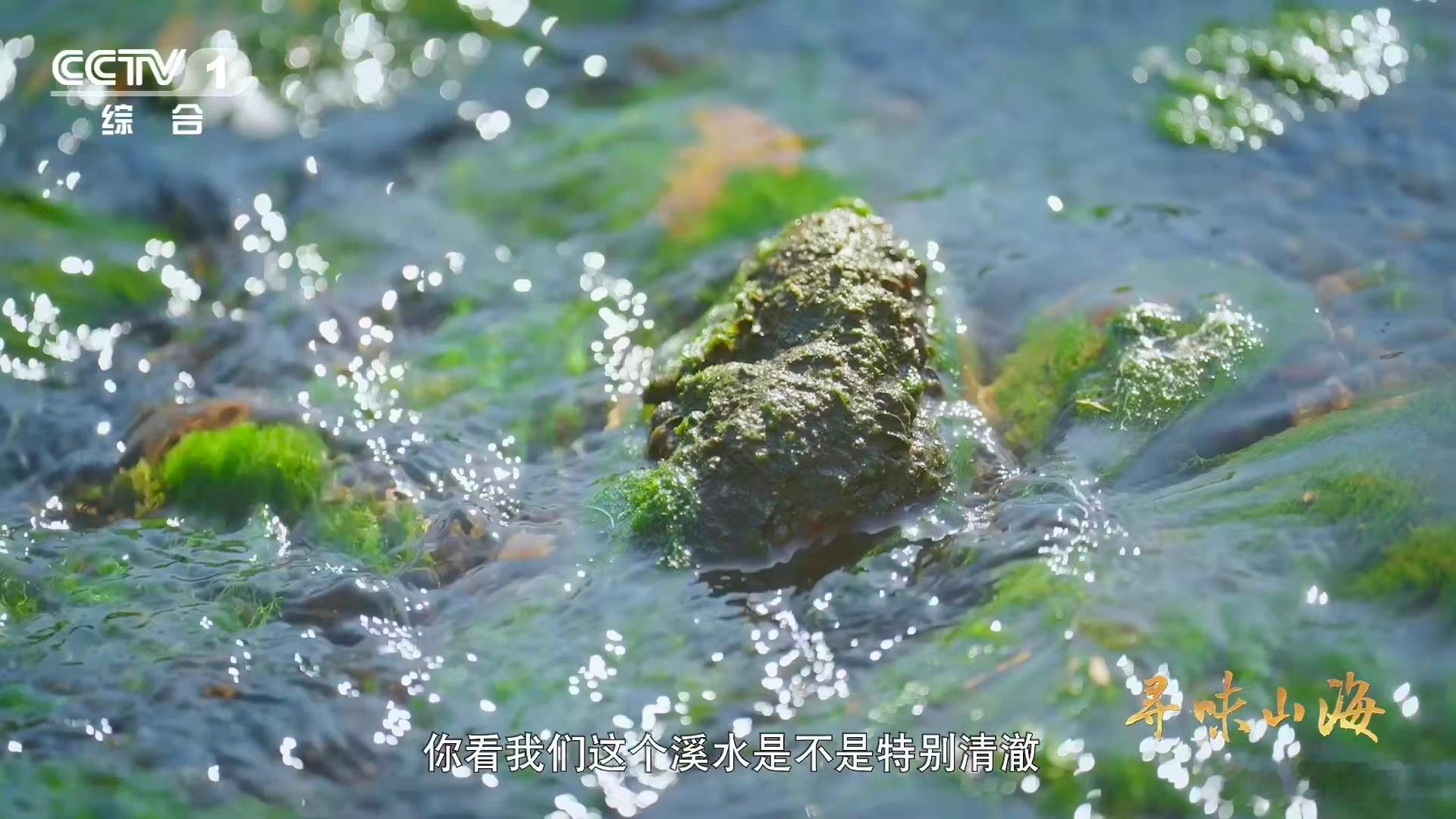 福建有种鸭越老越贵3招教你判断鸭子年龄 谁懂啊！福建连城白鸭越老越吃香，老鸭的肉