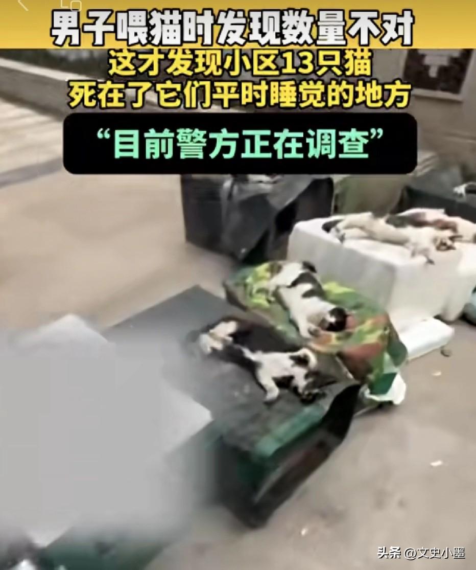 13只小猫离奇死亡，人心多狠才能做出这样的事！
一位爱猫人士发现，自己平时投喂的