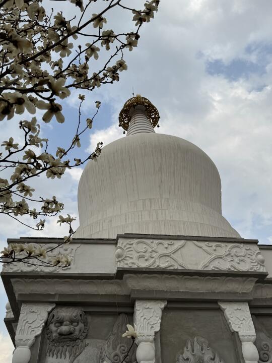 东塔护国寺，玉兰花正好