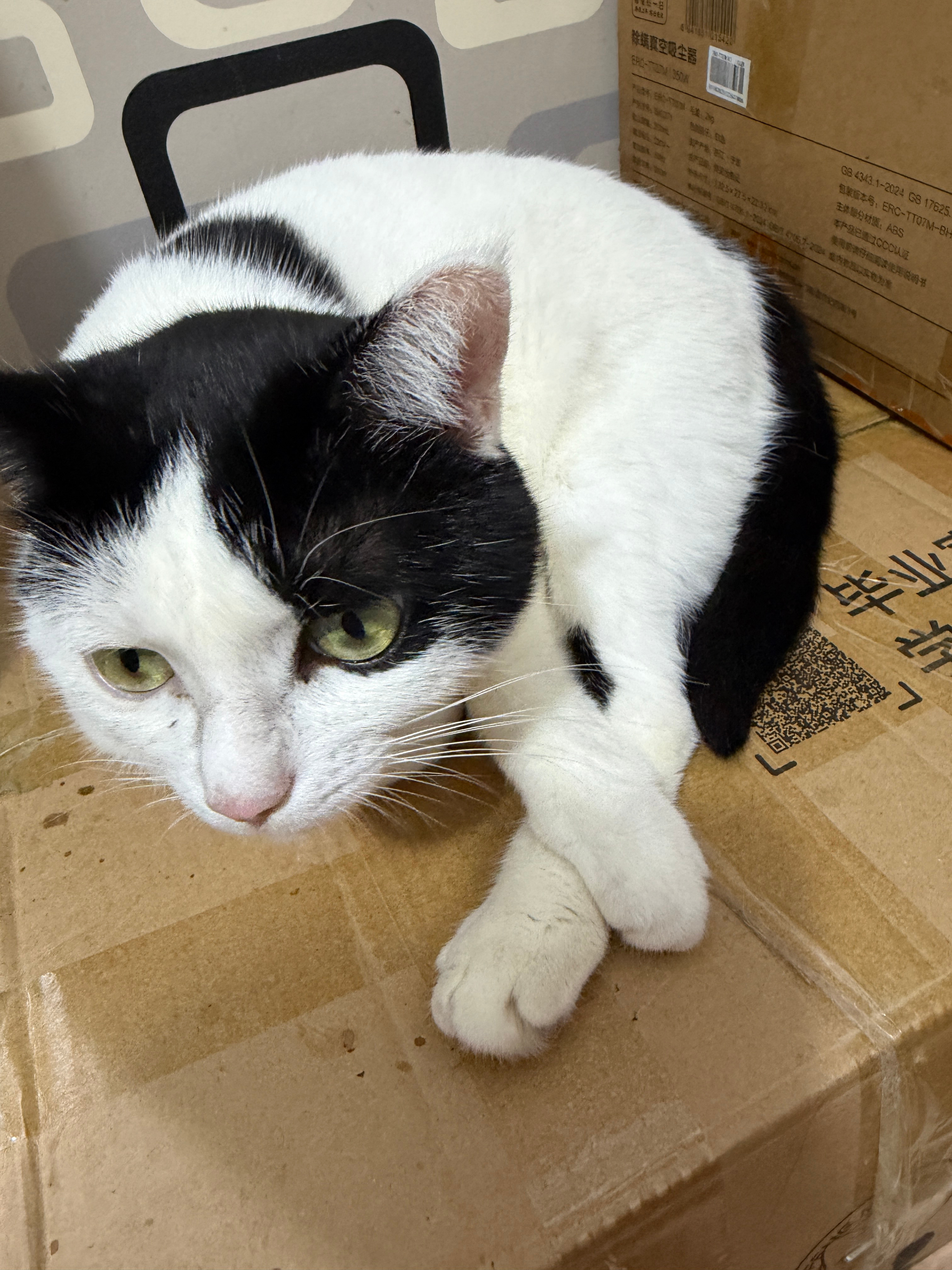 小七是一只优雅又聪明的猫猫，但是我发现她现在就等着我喂他冻干和猫条，不好好吃猫粮