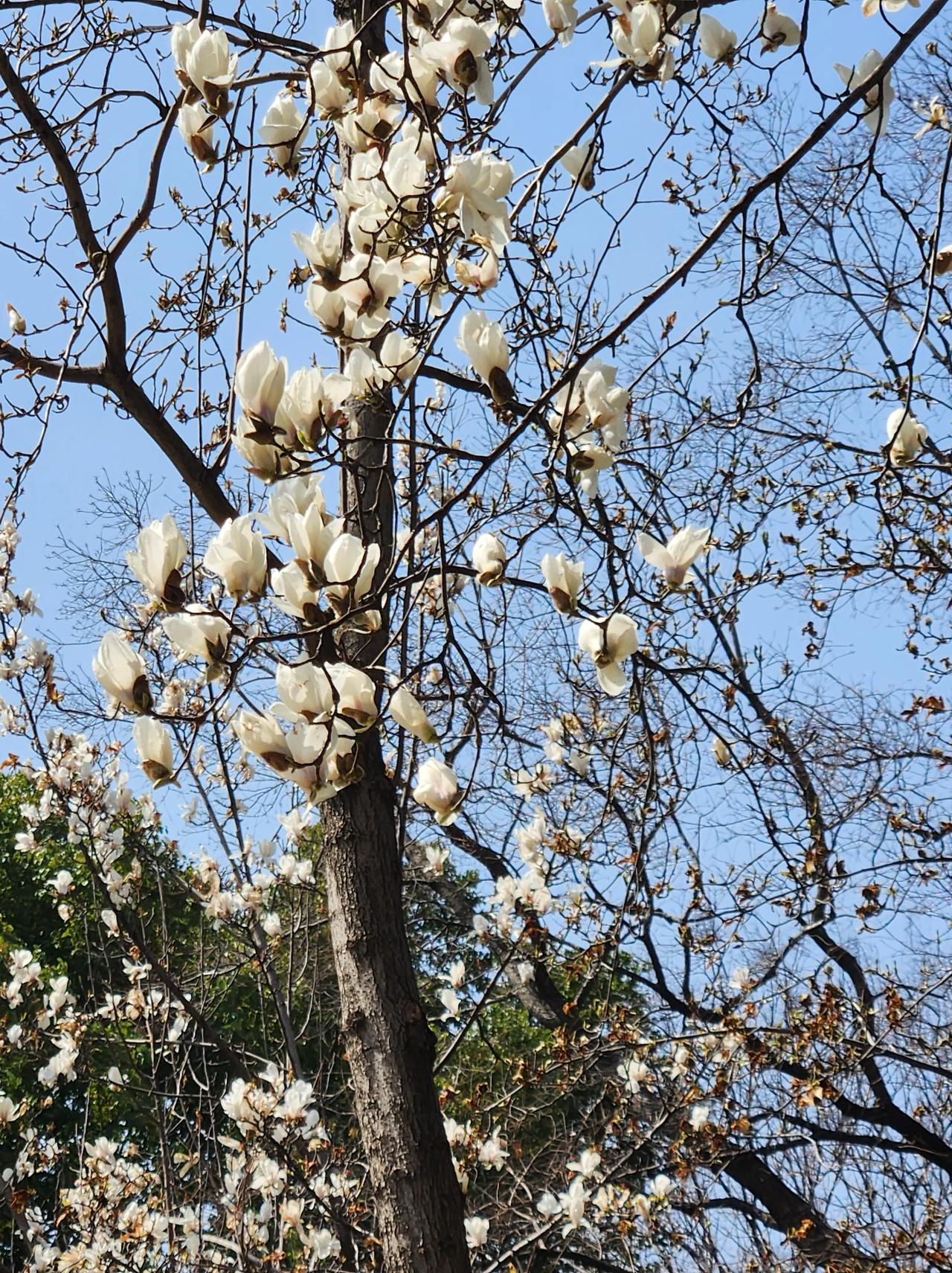 南京的春天到了，开始开花🌼了。
嗯，南京吃野菜的季节也到了。
南京人喜欢吃7头