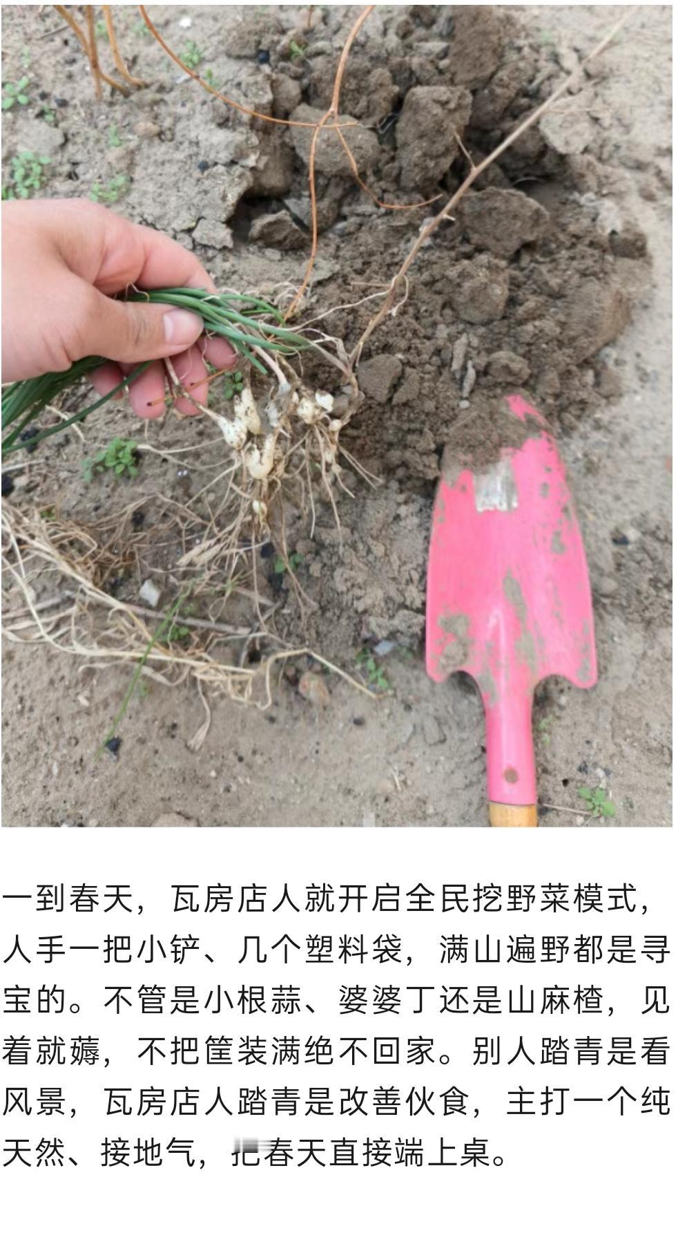 瓦房店挖野菜大军