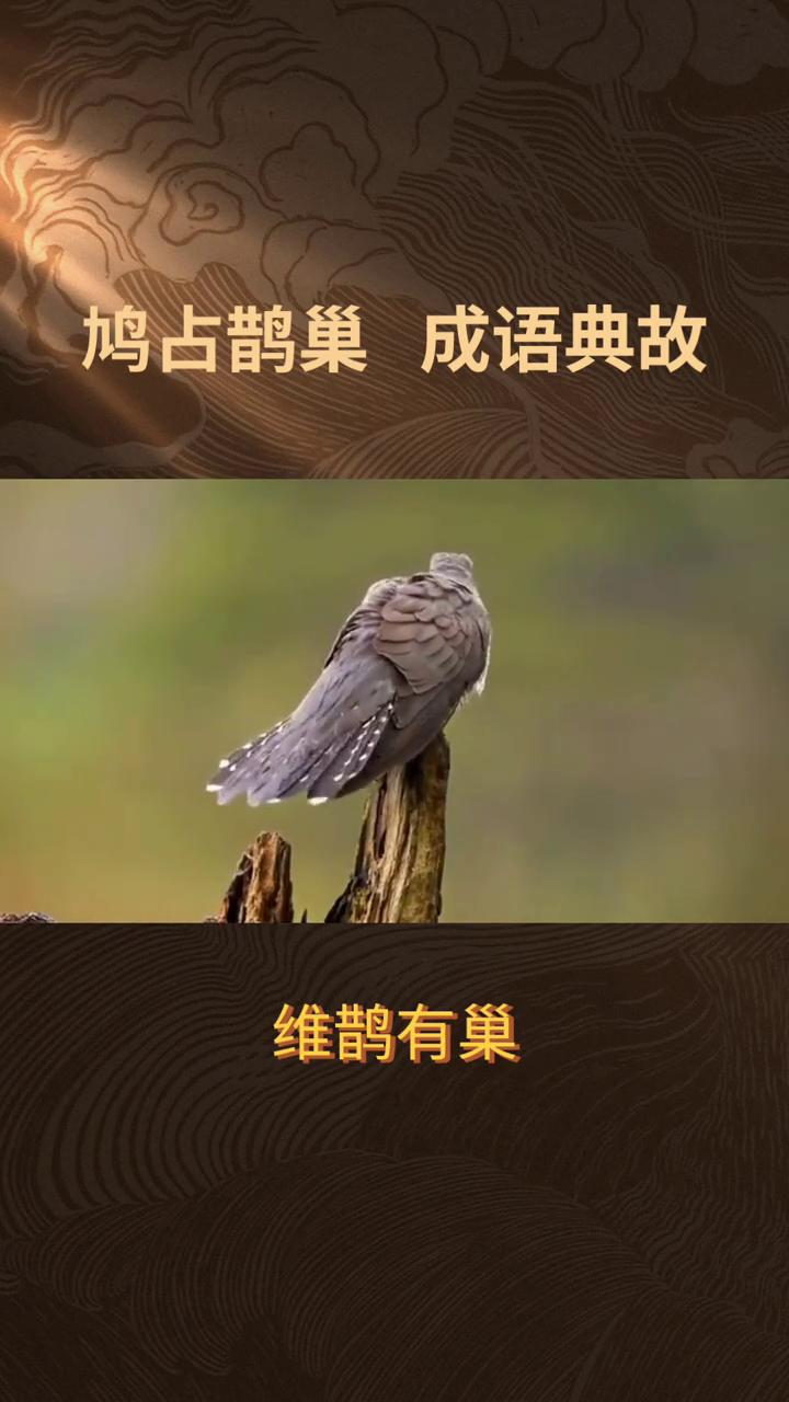 鸠占鹊巢成语典故。
成语"鸠占鹊巢"解析：鸠占鹊巢典出《诗经·召南·鹊巢》，维鹊