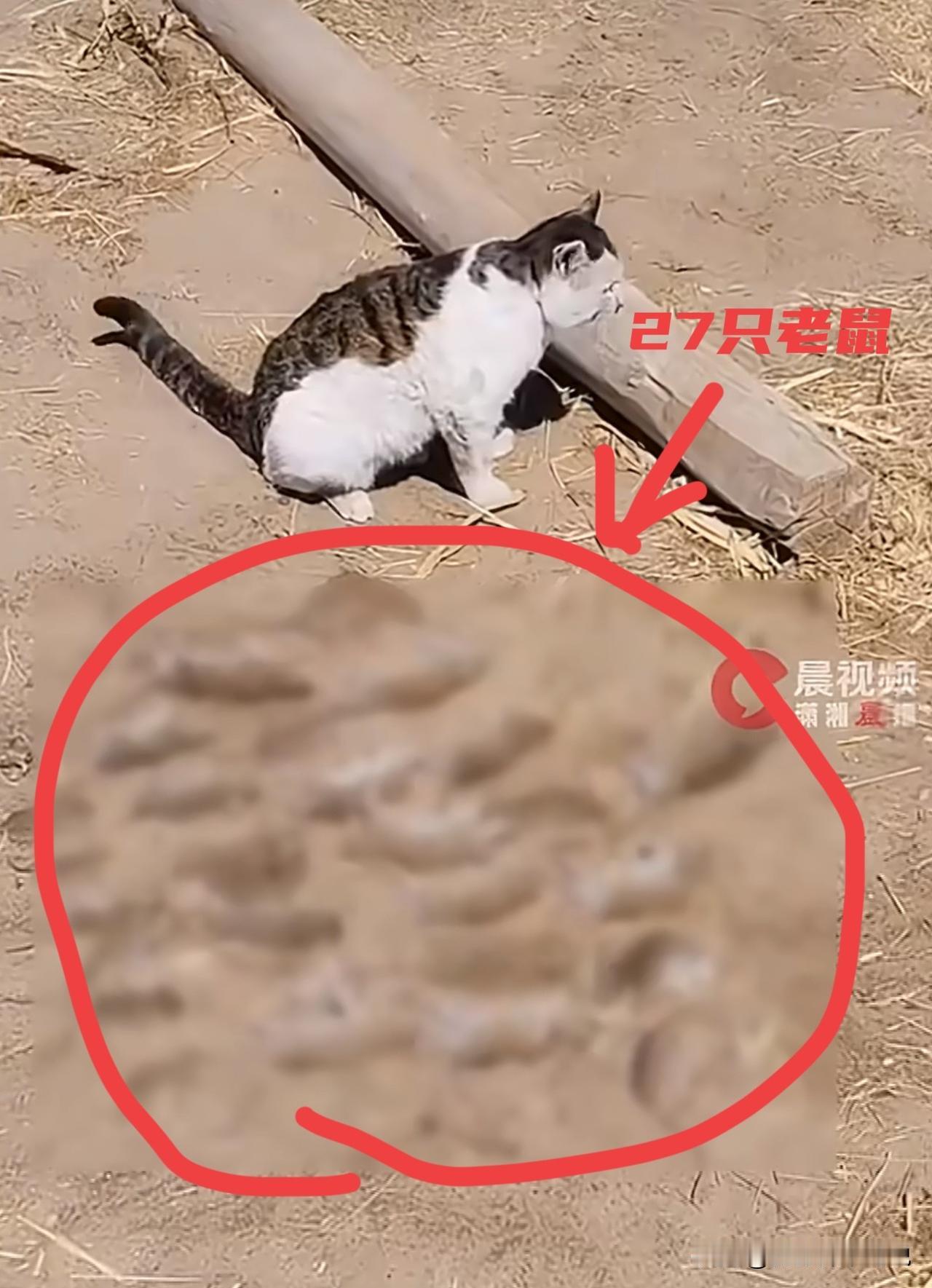 这只猫是来报恩的吧，居然一夜之间捉拿到27只老鼠。而且这只猫还是一个排列控，把这