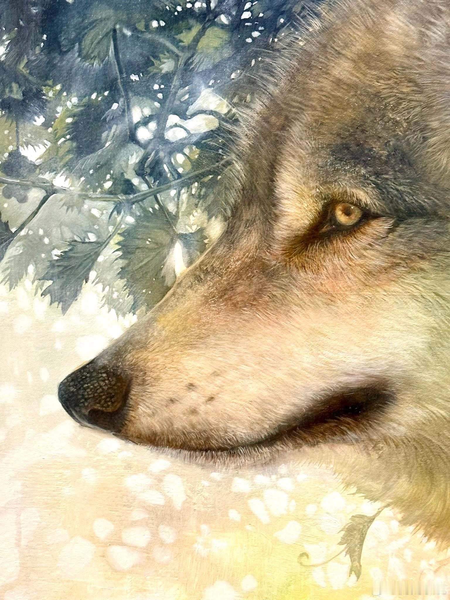 【 柴柴模特儿 】日本画家松本実桜分享，她在画狼的时候，时常观察家里的柴柴，这张