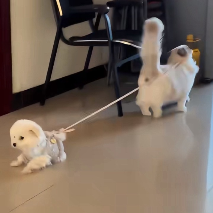 猫遛狗哈哈哈哈 