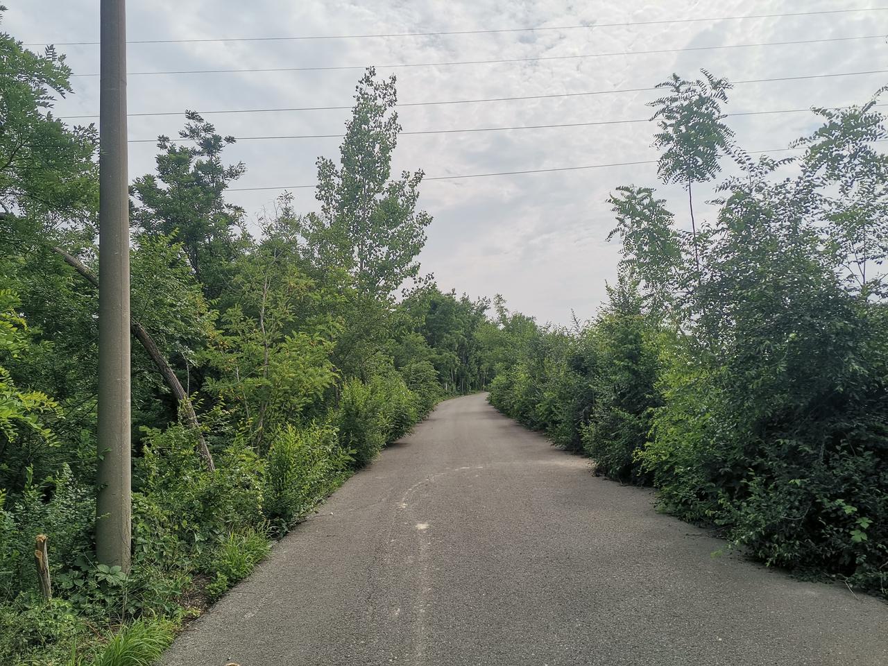 绿植夹道，曲径通幽。怡然独行，享受寂寞。
    小区附近的河堤路，简直是宝藏。