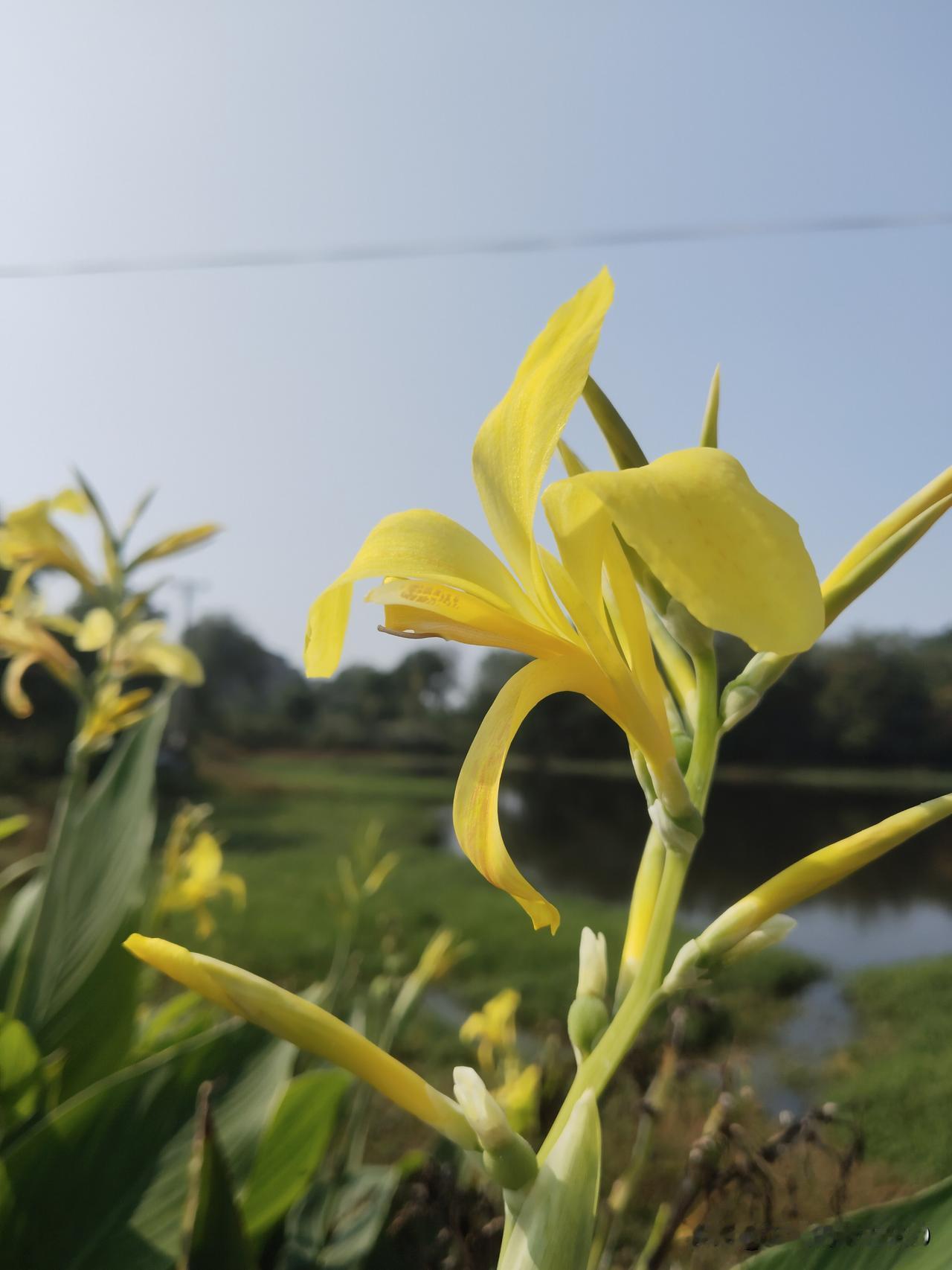 黄色的美人樵，开的多么好看！