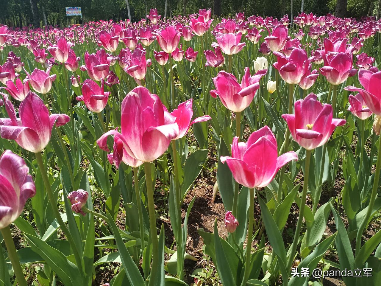 郁金香
每年长春公园的郁金香开放的时候，我总不会错过。
今年也是如此，虽然这两年