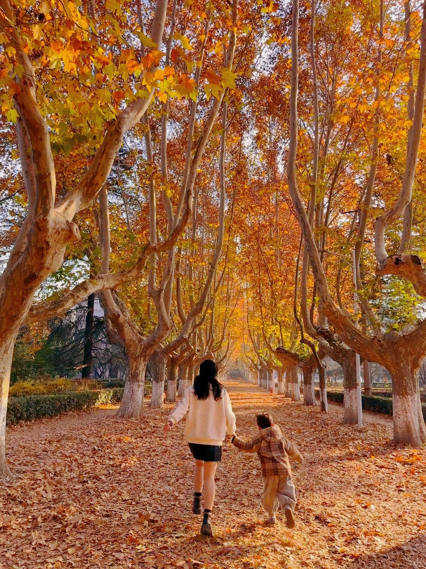 西安交大的金色梧桐节🌲好美🍂🍂