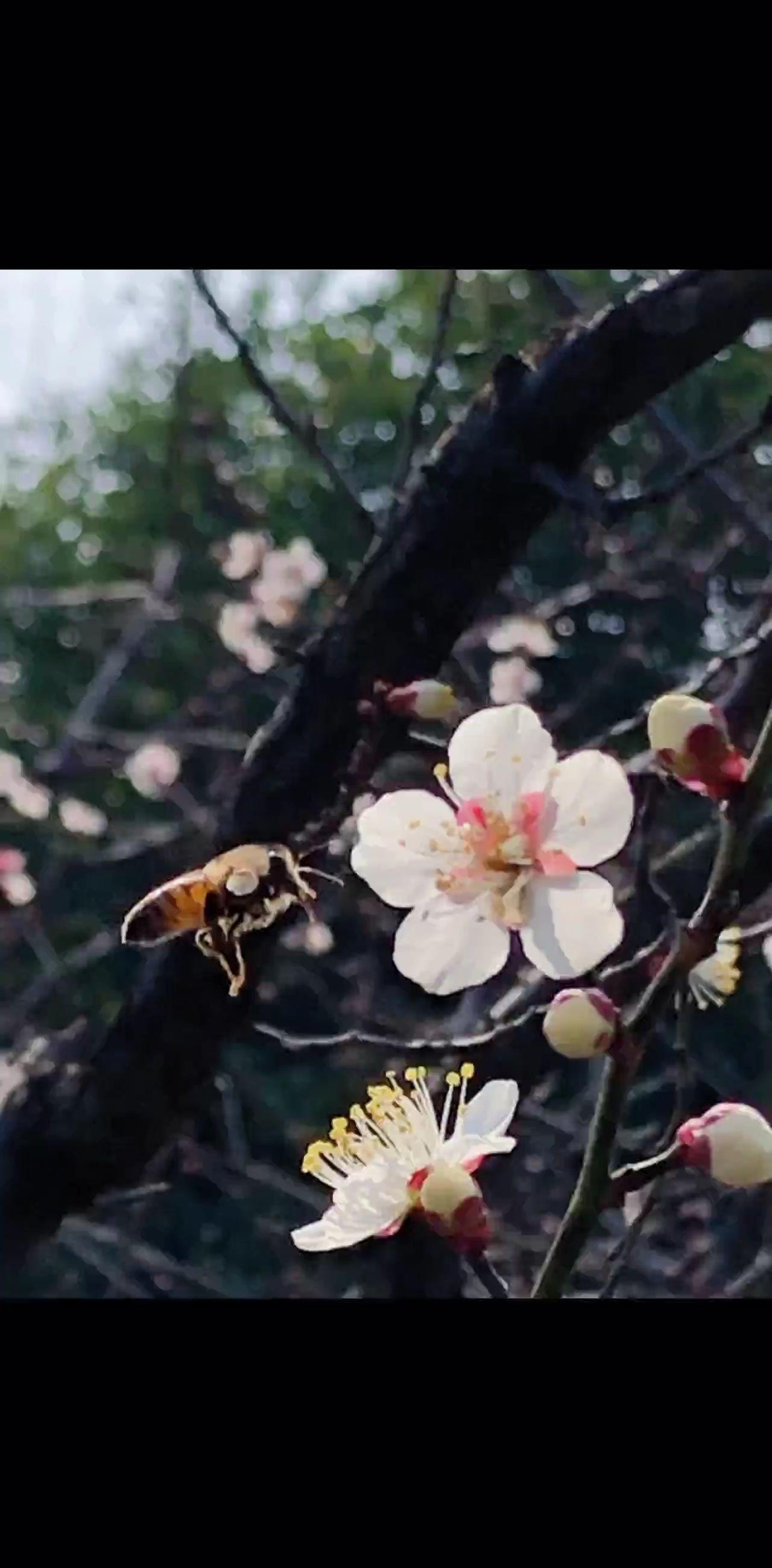 春峰逐韵
春归暖阳融，蕊绽映碧空。
香沾传佳信，翅振觅蜜踪。