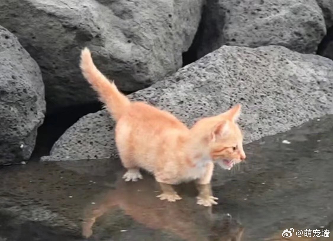 以防你没见过海边的小猫讨厌水，讨厌到把小脚豆全张开的样子 