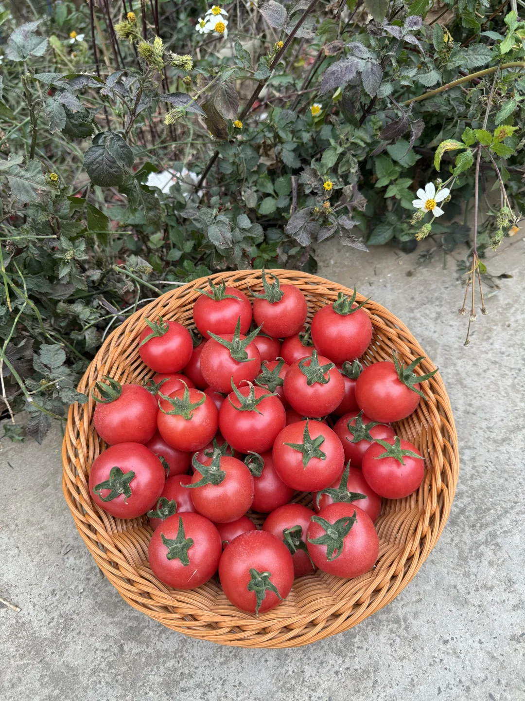 我的过年减肥小心机！每天一碗小番茄🍅