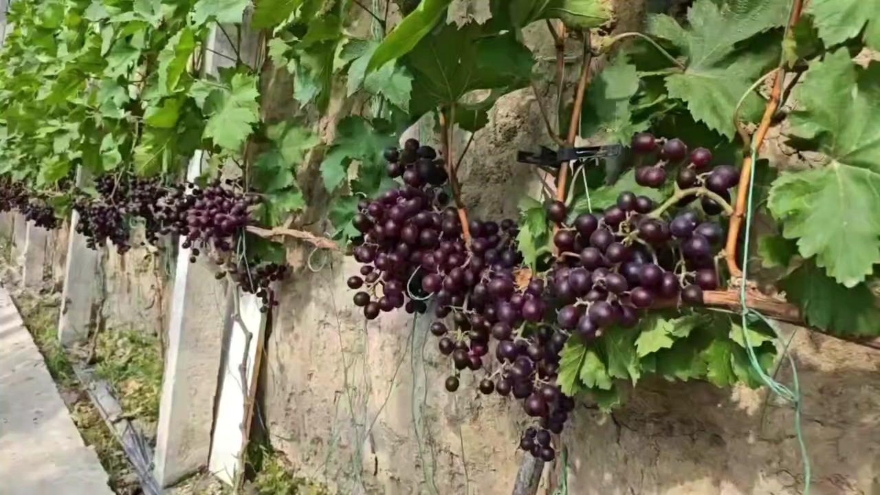 暖棚种植的"春红三号"葡萄今年第一次挂果就惊艳了！
1️⃣玫瑰清香浓郁：凑近就能