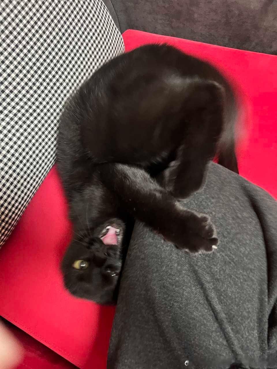 49629【丑猫】是海豹，是蝙蝠，还是别的什么…… 