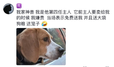 比格犬受害联盟控诉合集哈哈哈哈哈 