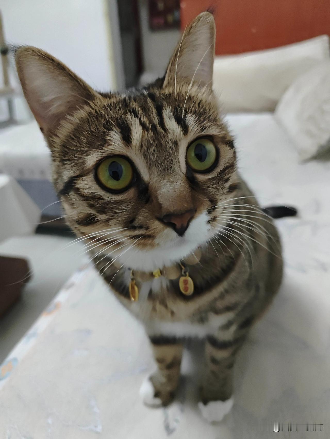 养一只猫吧，挺好的！
 
     我家的小糖宝，是治愈生活的小精灵。它会在我疲