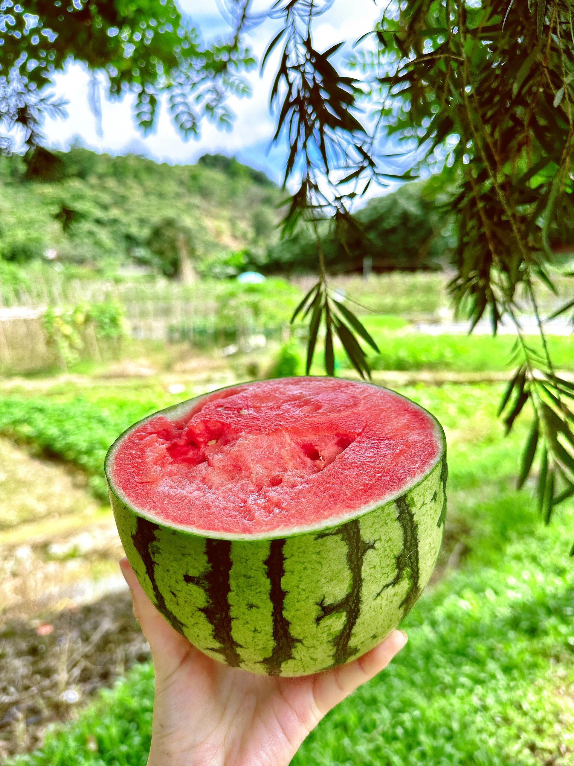 谁能拒绝淘宝西瓜免单 🏕️ 抽个西瓜，和夏天来场说走就走的露营！ 天幕+帐篷+