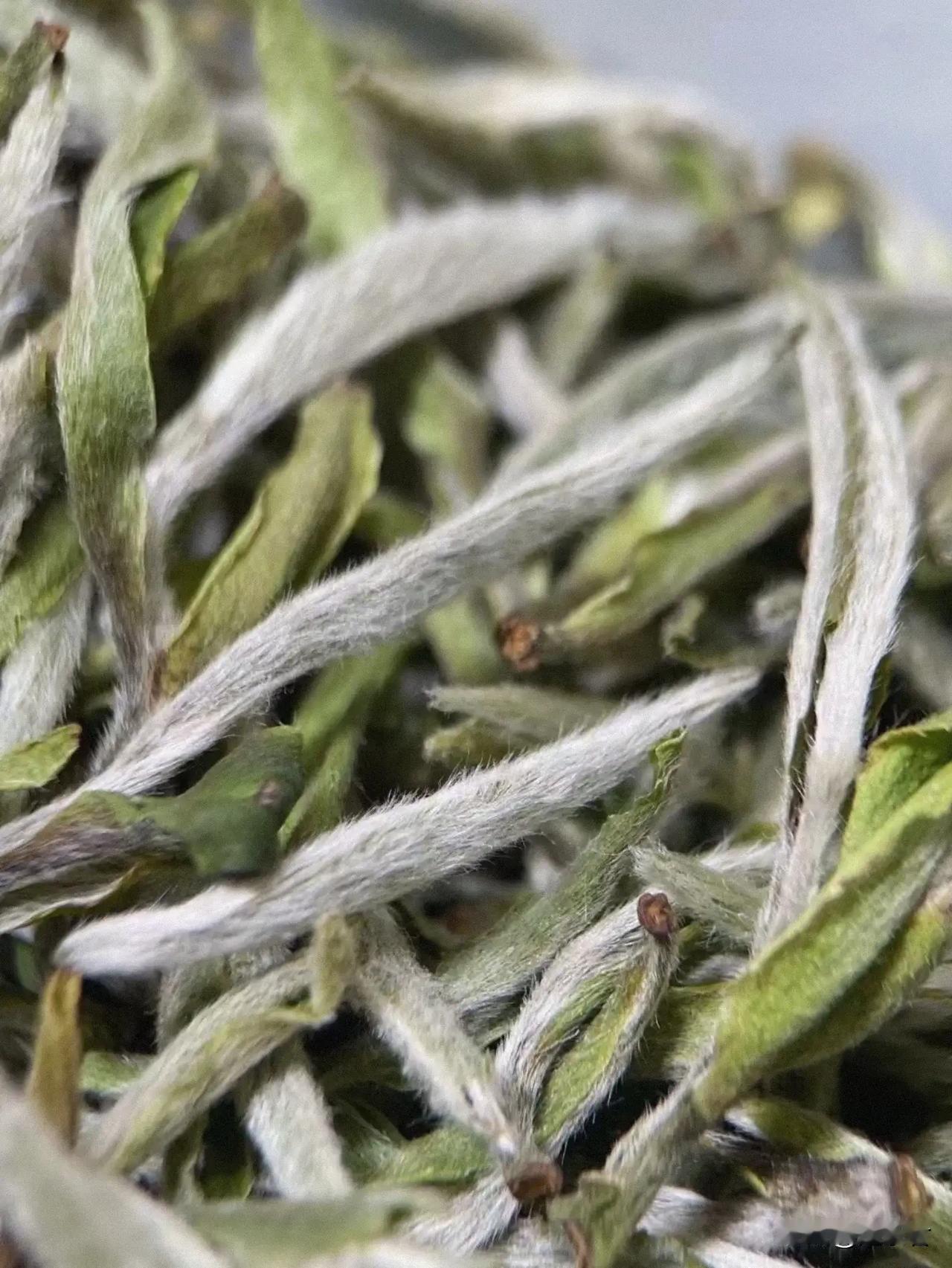 提到煮茶，最近有位茶友提了一个问题。他说，为什么平时煮茶，多是选择寿眉，很少会选