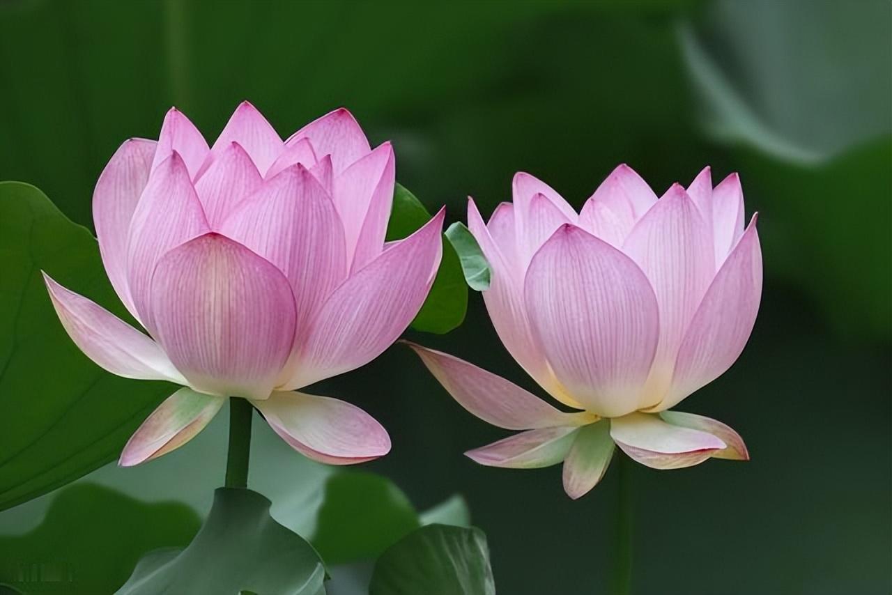如果说人生有什么最重要的东西，那大概就是肆意生活的勇气吧，不论是顺流还是逆风，按