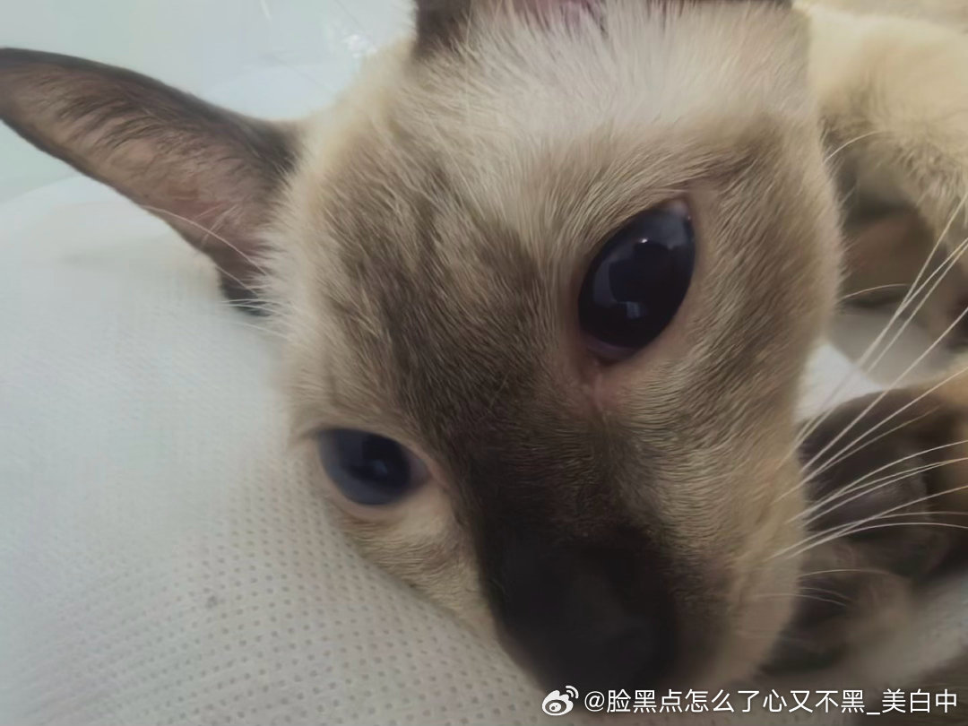 4261只黑脸驴 