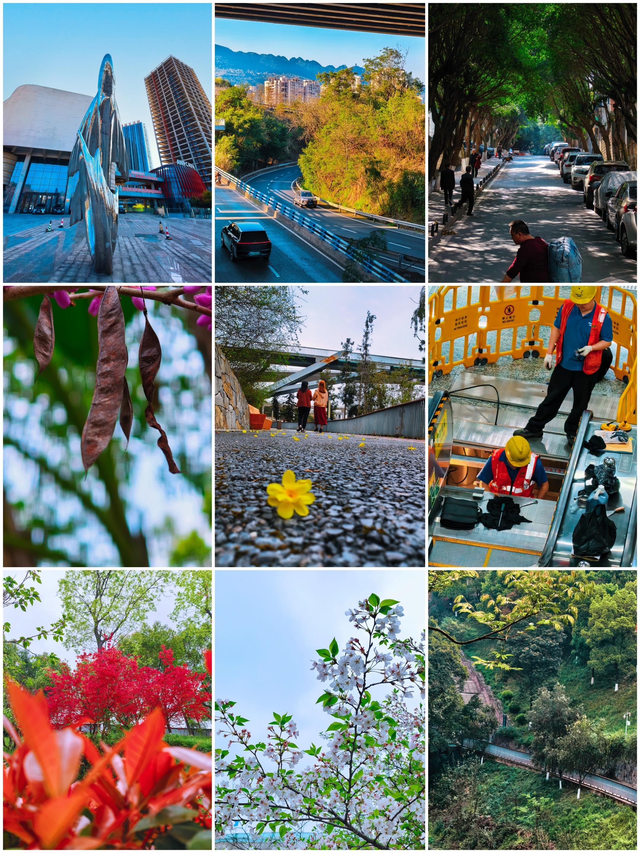 从红枫到白樱，山城日常演绎摩登烟火与春柔的绝配