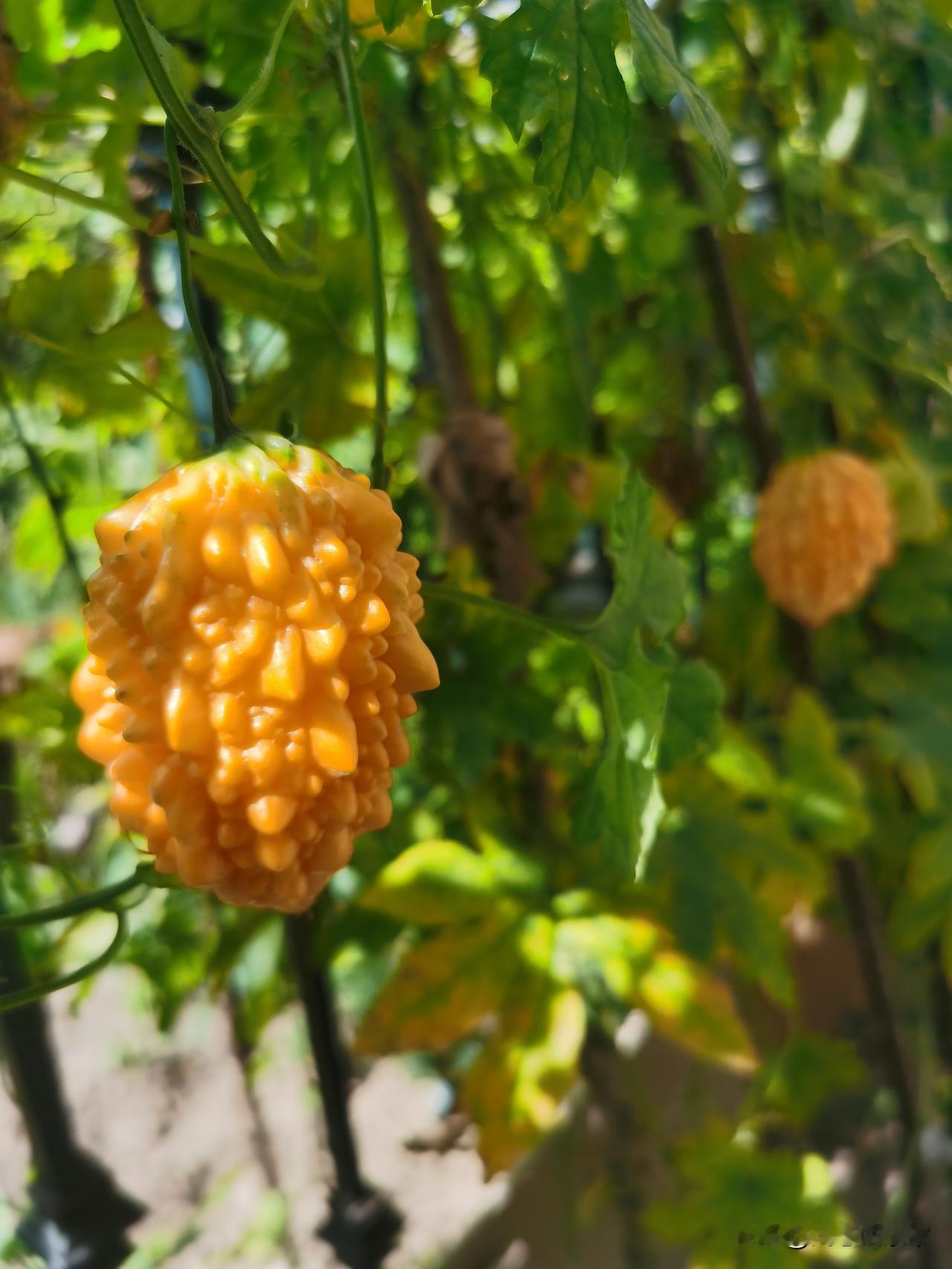 菜园里的赖瓜终于黄透了！
外皮疙疙瘩瘩可千万别啃，皮特别苦，只吃里面红红的甜瓤。