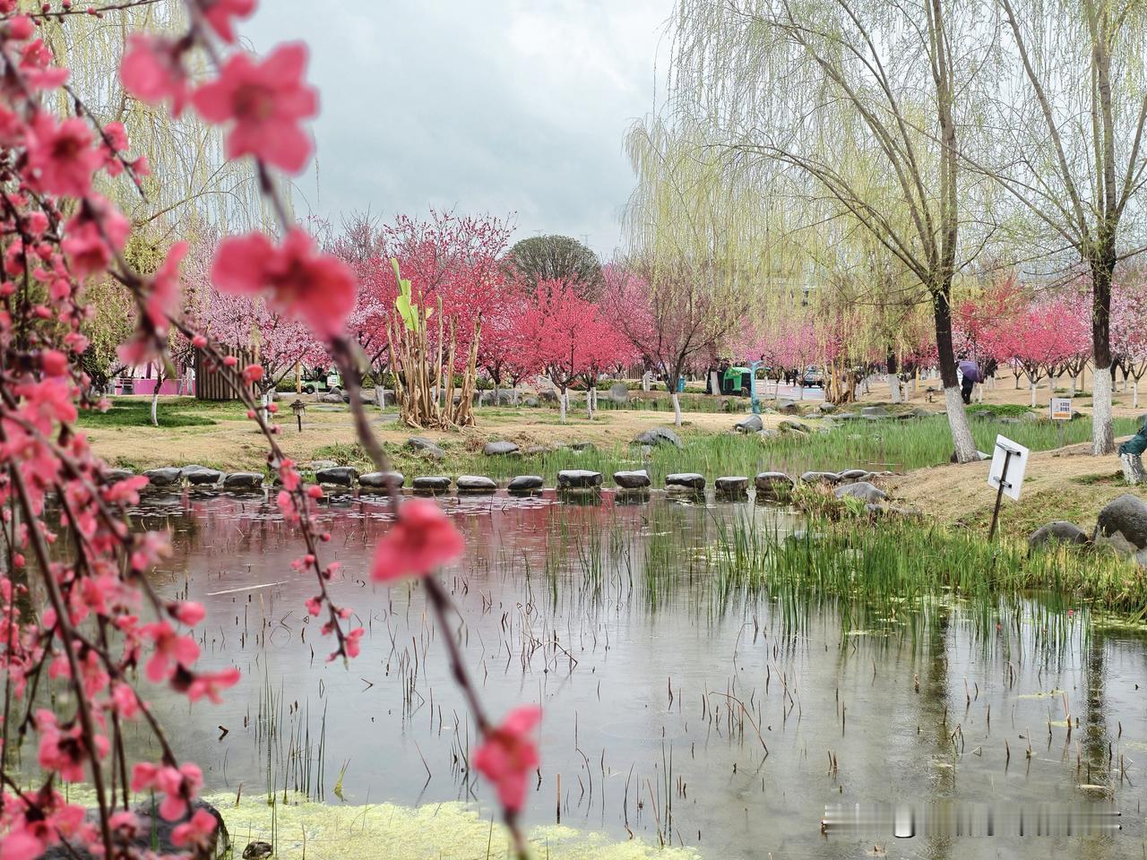 爽心悦目啊，安康的桃花正是盛放期，这里像不像折颜上神的十里桃林？

虽然这些桃树