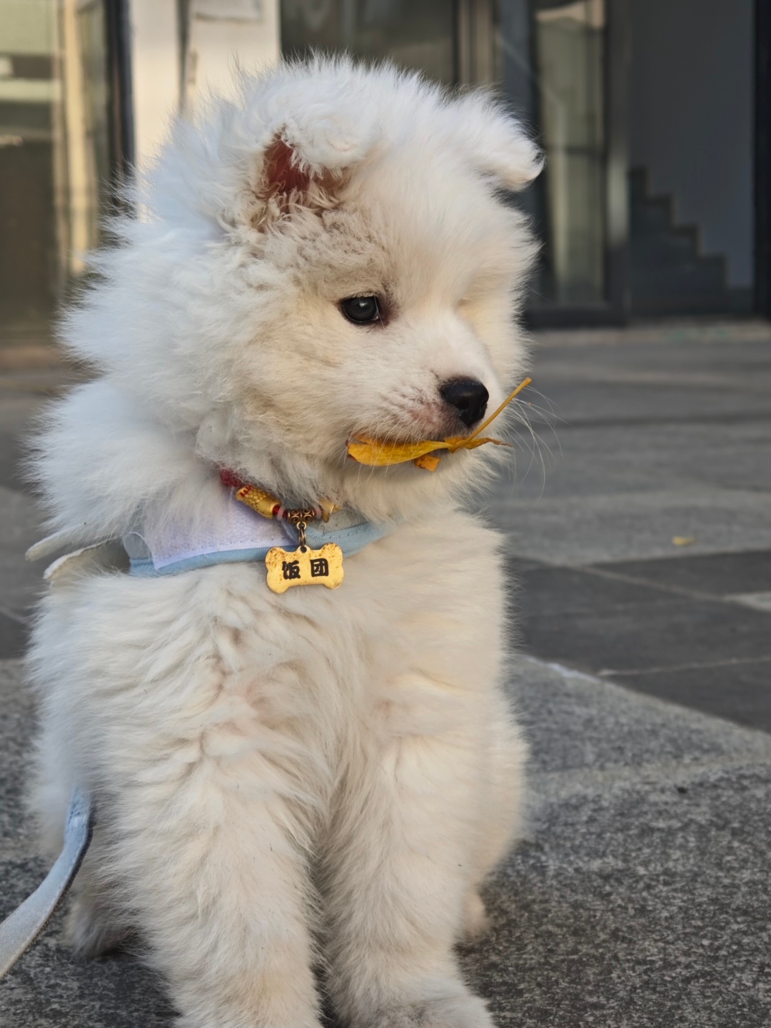 我是忧郁的萨摩王子（我在想怎么回家交代59分的事） 