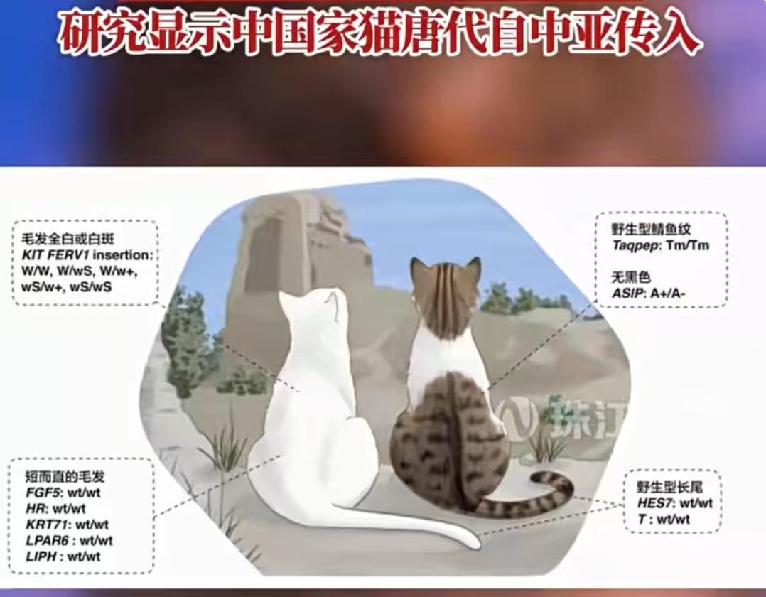 五千年撸猫史大反转！唐朝前中国人养的不是家猫？考古发现颠覆认知
北京大学生命科学