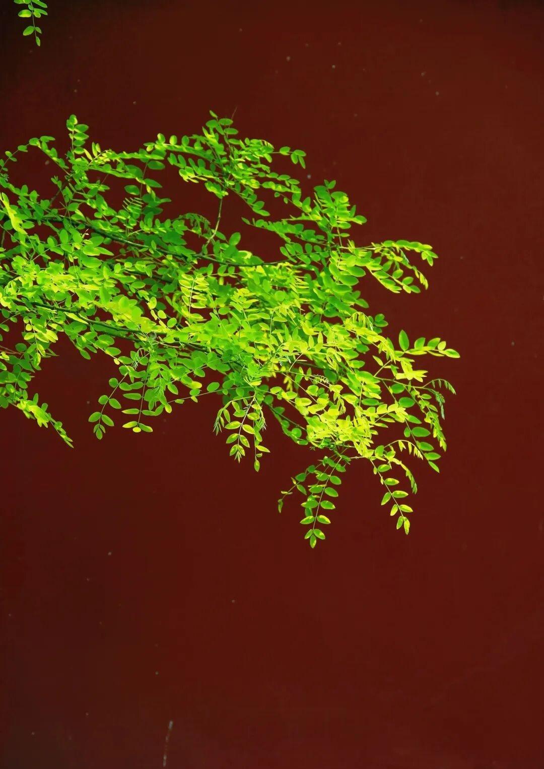 有时候叶比花不逊色，甚至说比花还美，比如这金枝槐，在红墙的映衬下真的好美。“金枝