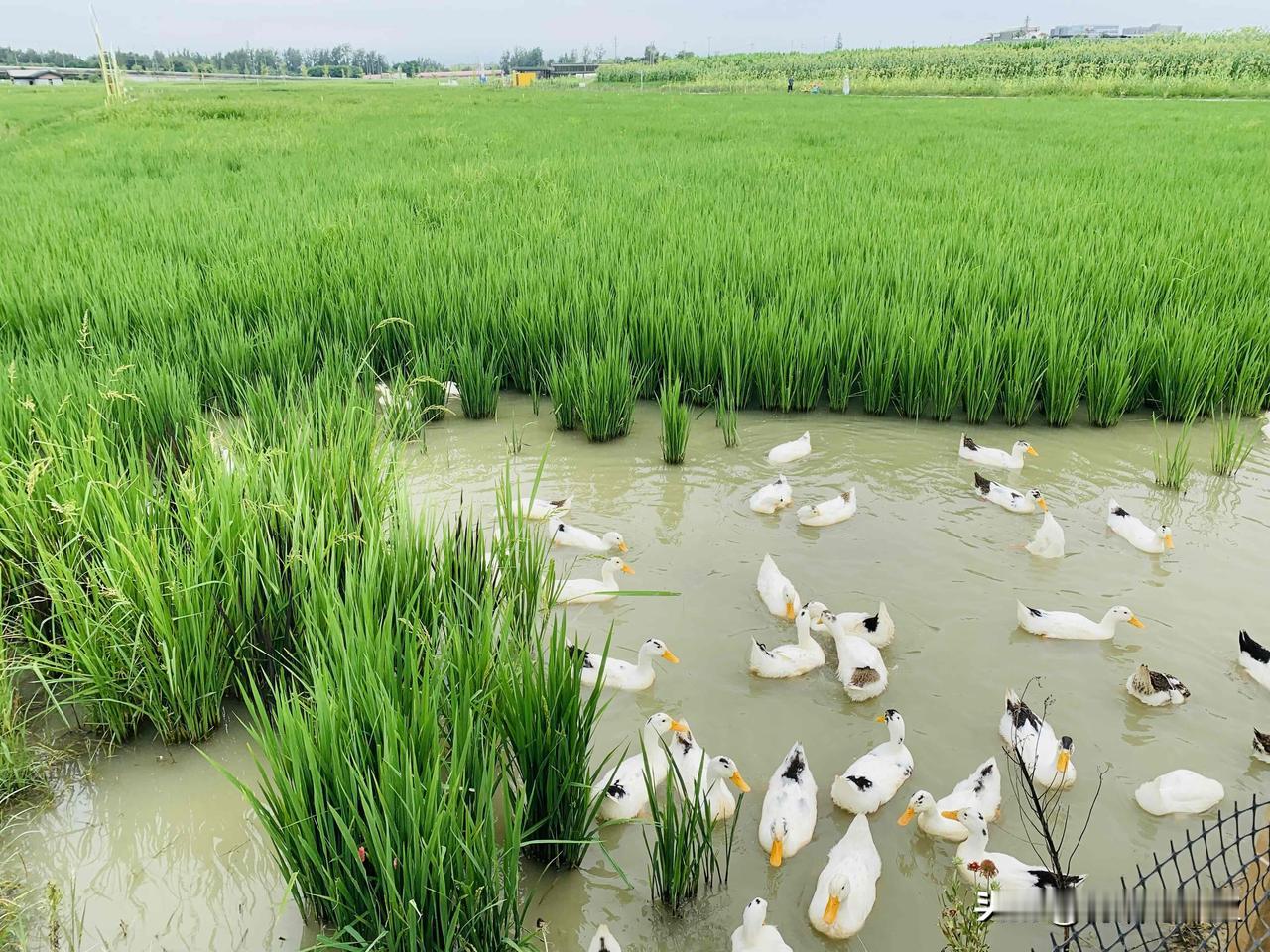 大半年没来锦城绿道，突然发现绿道公司又搞了新花样，稻田养鸭、耕地认种，瓜果蔬菜样