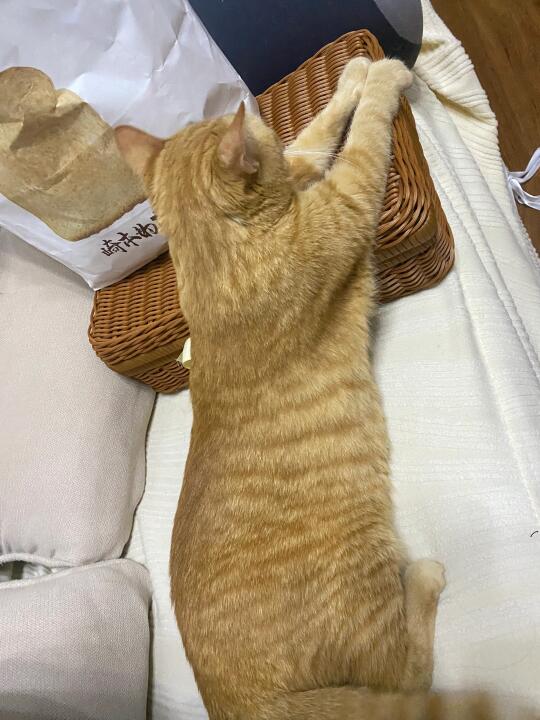 自律的小猫时刻都在做拉伸