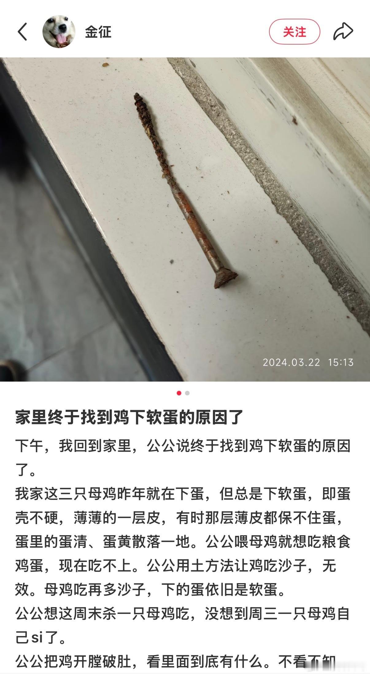 妈呀看得我好难受，虽然鸡注定被人吃掉，但总觉得应该让有限的生命活着的时候健康快乐
