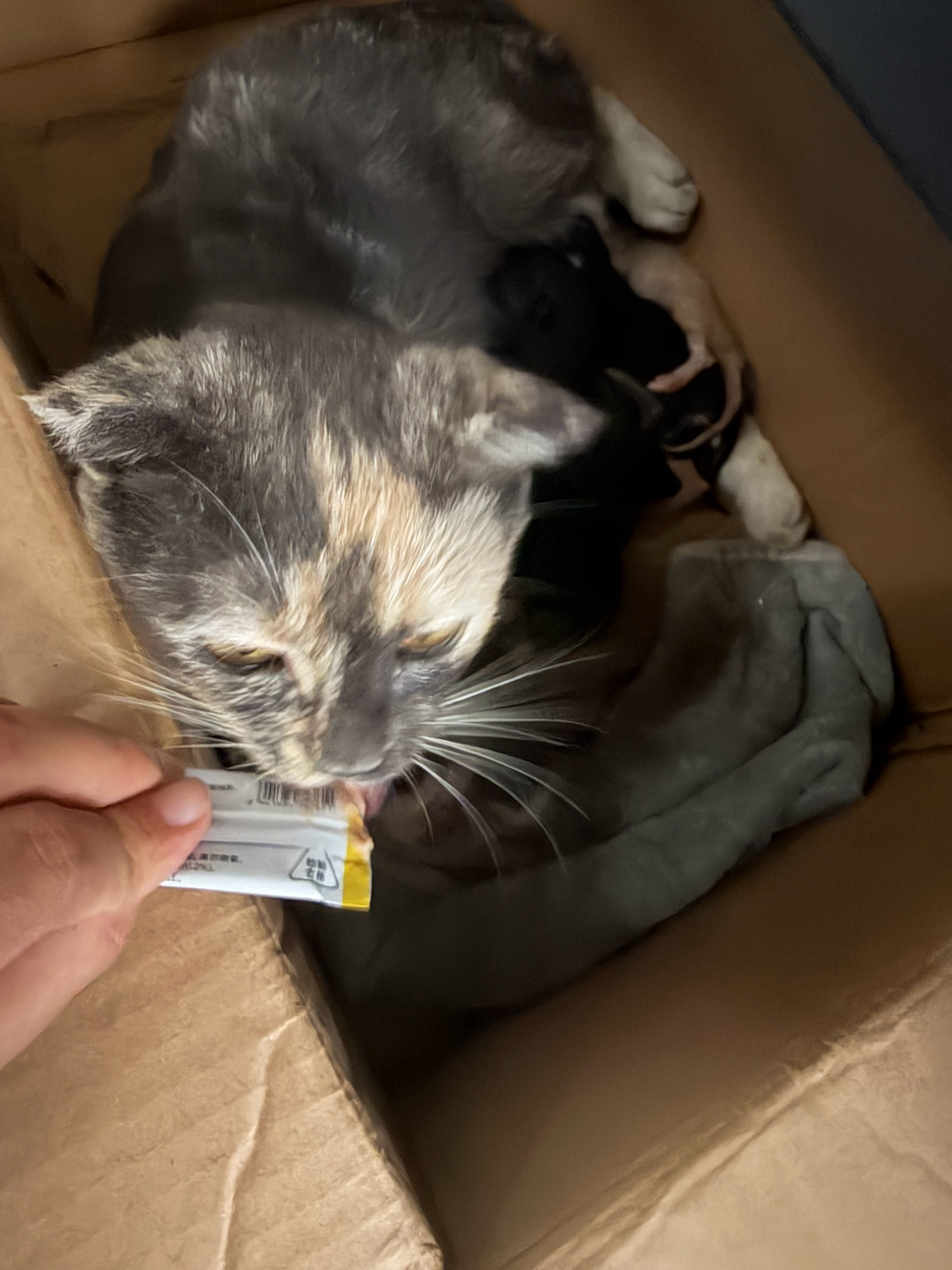 晚安小猫咪，明天给你带坐月子大礼包来 