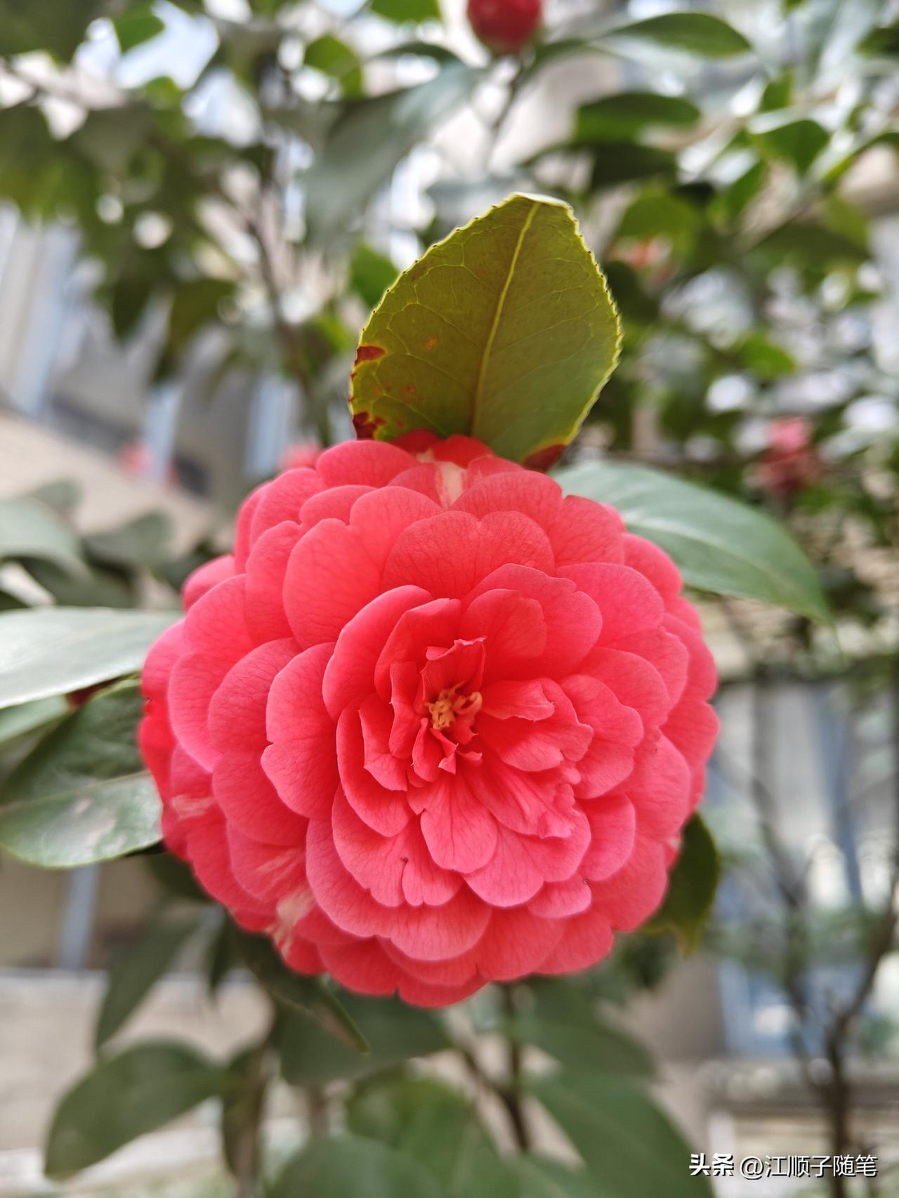 减肥从某个意义上来说比存钱还难。钱不存它还在那里，肥不减它明天就更胖。