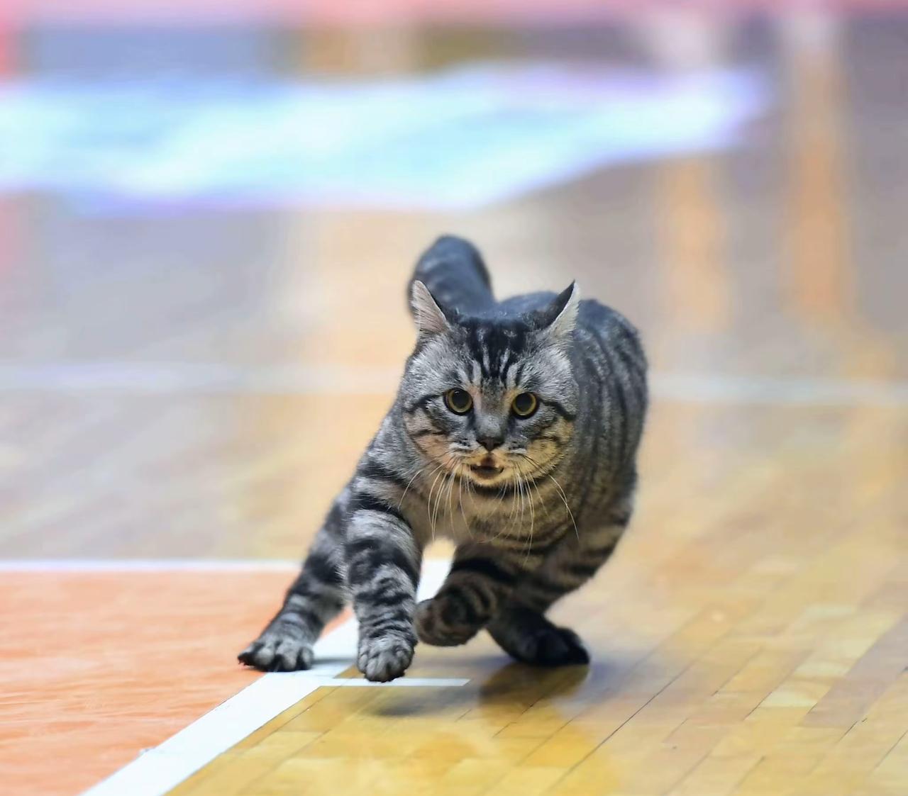 这只猫昨晚上也上了头条了