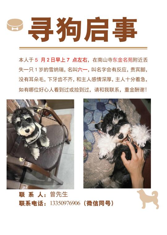 绵阳找狗