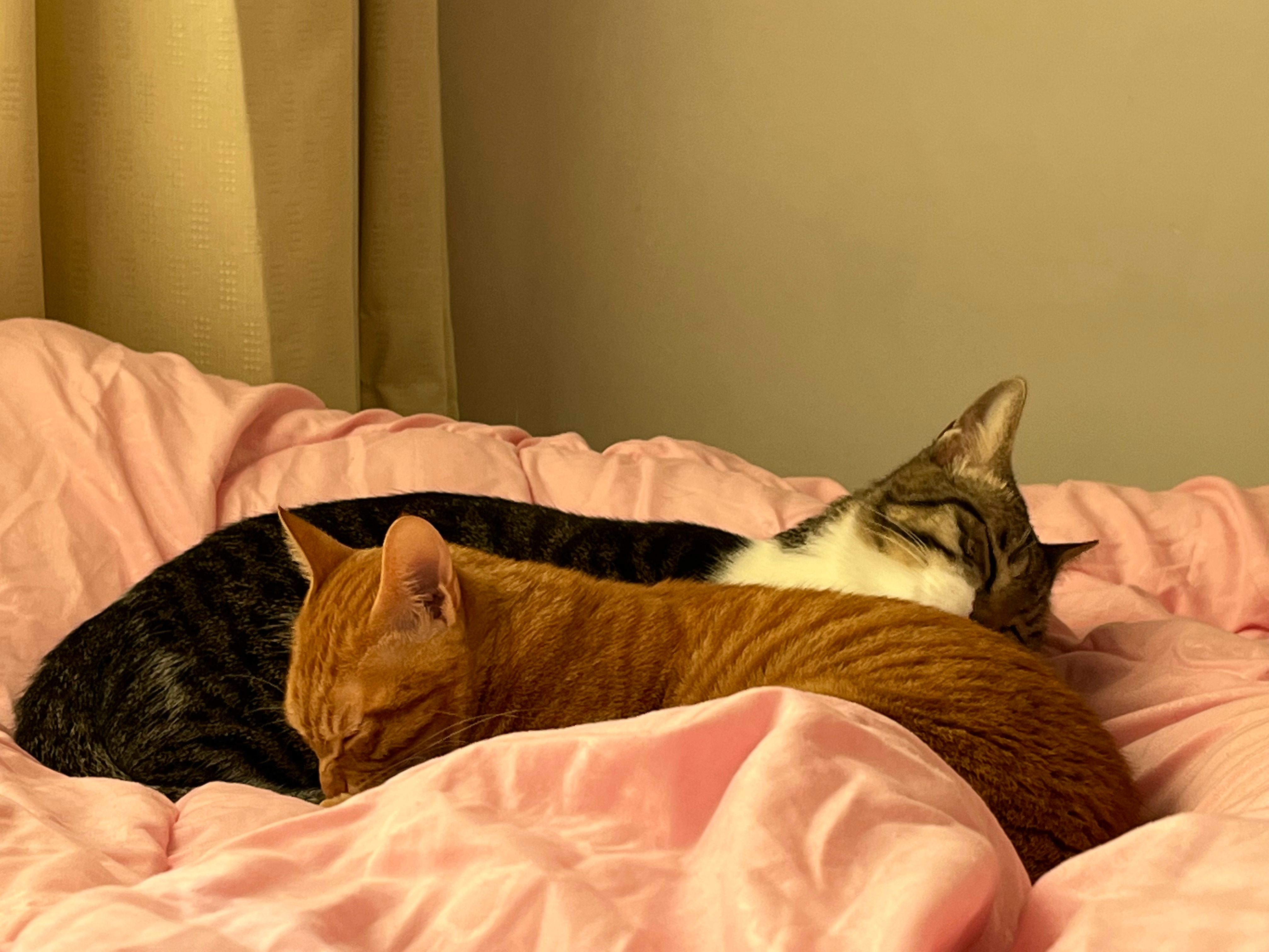 我在家：床晚上我睡，白天给猫睡我不在家：床全天都给猫咪睡结论：我回家打扰猫咪的夜
