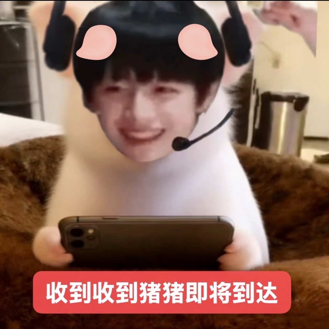 朱志鑫  你的猪猪已就位🐽🫡 