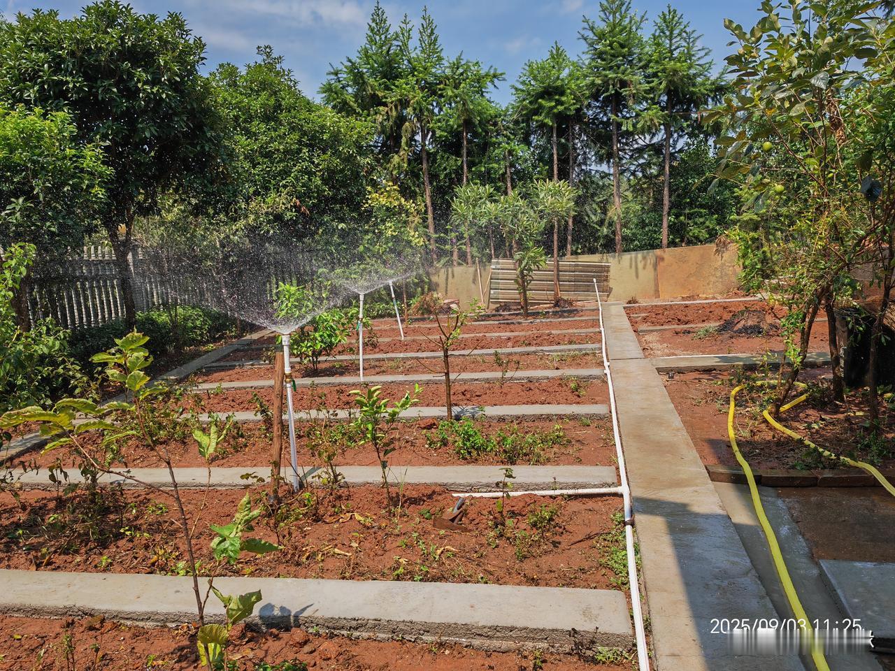 晒晒你家的菜园