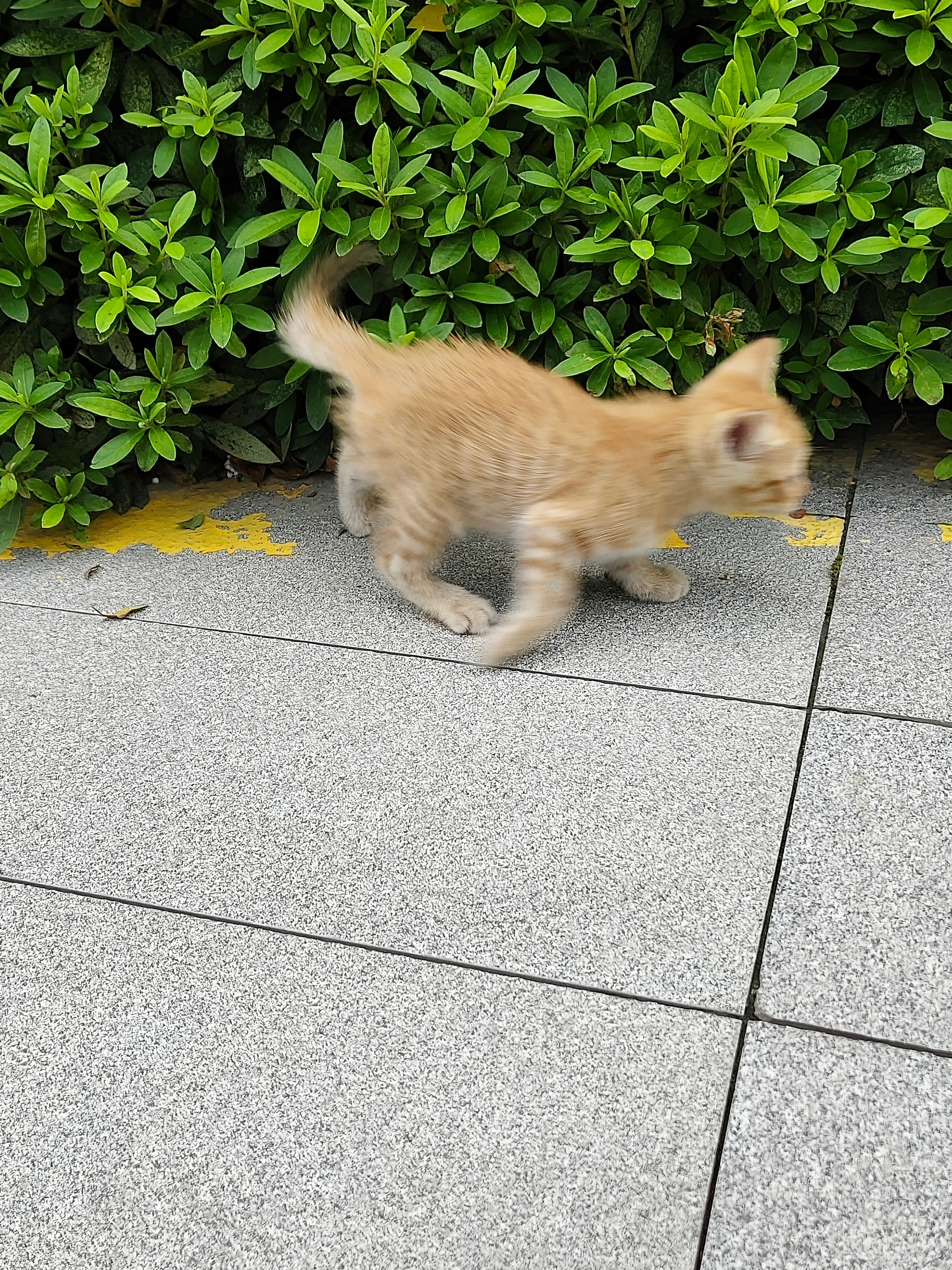 猫猫猫猫猫猫猫猫猫猫猫猫 ​​​