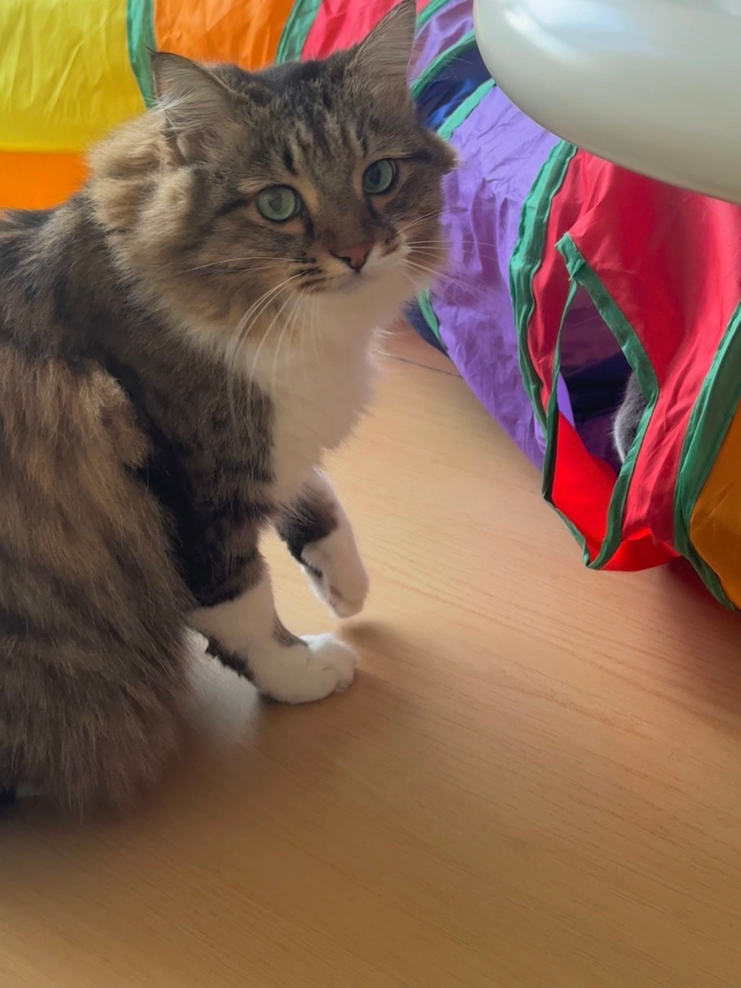 毛茸茸圆嘟嘟的两个小家伙快看呀这是我的小猫 ​​​