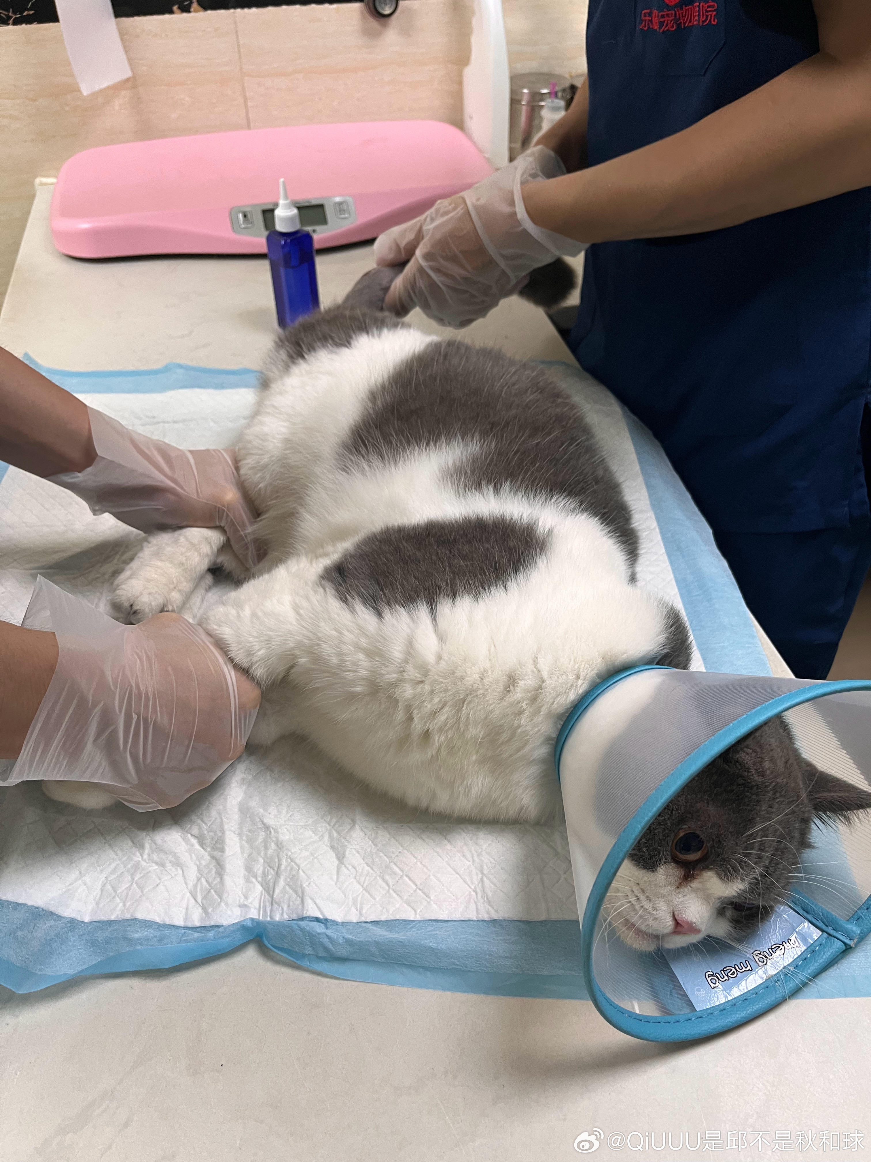 被野猫咬穿了尾巴，化脓住院去了 