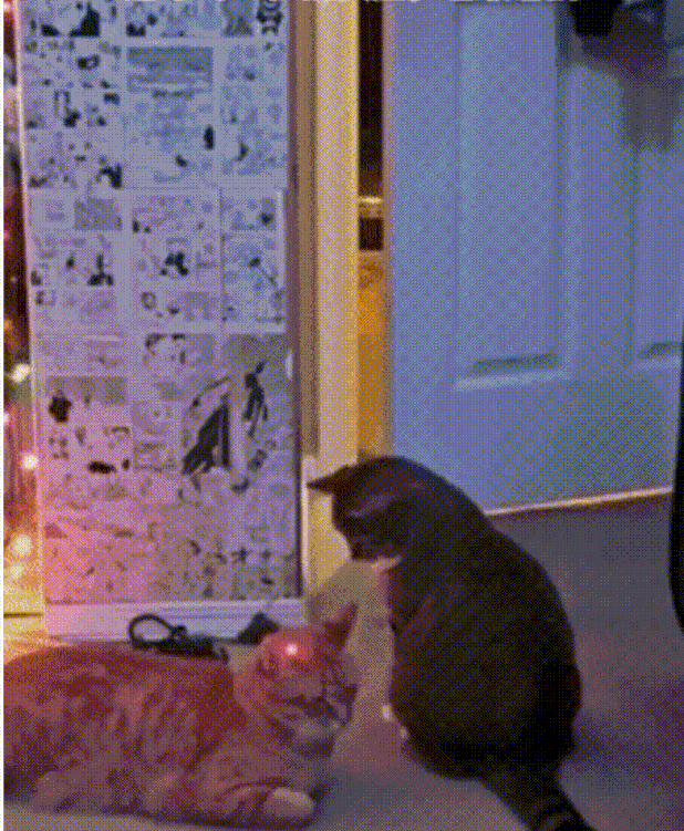 众所周知，猫的反应速度是猫的七倍